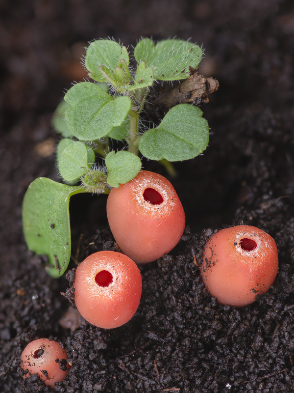 Microstoma protractum